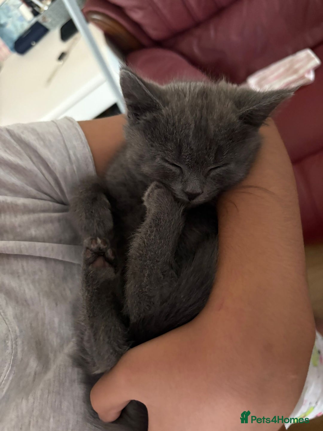 British Shorthair cats for sale: British shorthair  - Image 1