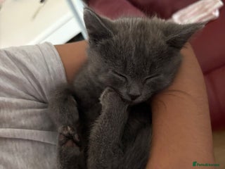 British Shorthair cats - Advert 7