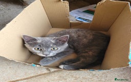 Mixed Breed cats for sale: Gorgeous kittens ready for forever homes - Image 4