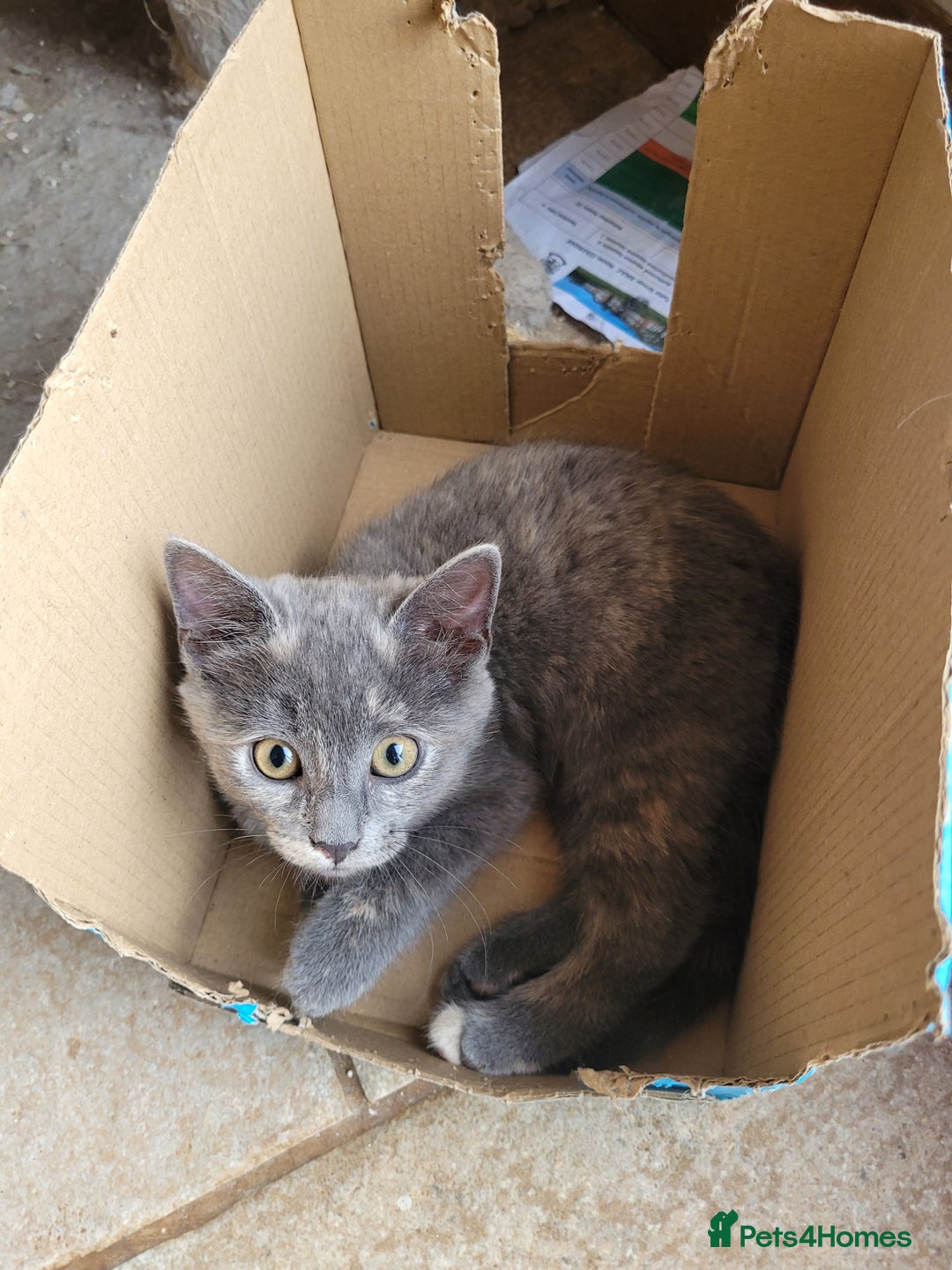 Mixed Breed cats for sale: Gorgeous kittens ready for forever homes - Image 4