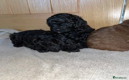 Cavapoo dogs for sale: **CAVAPOO F1B PUPS** - Image 5