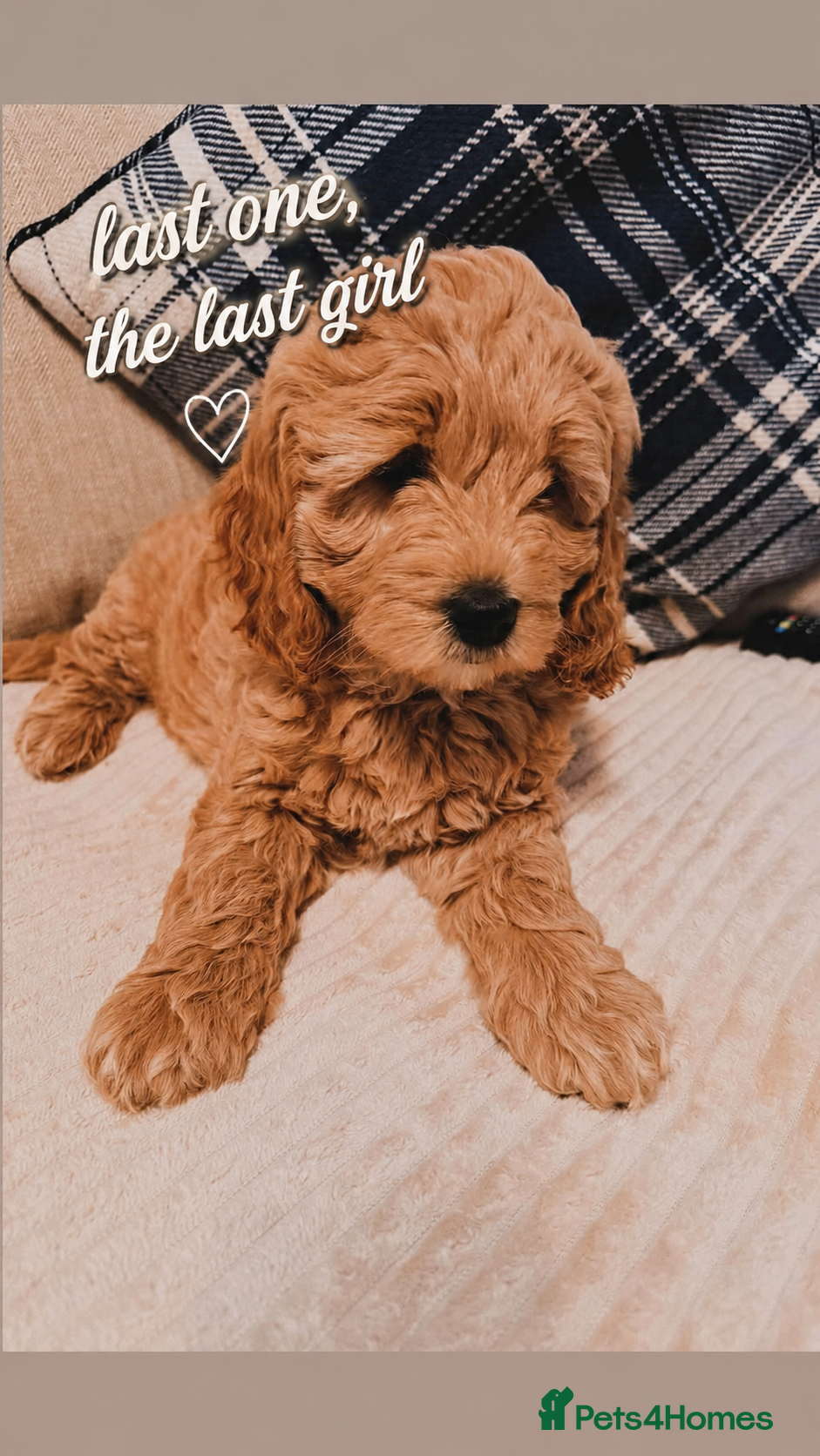 Mini Goldendoodle dogs Stunning F1 Miniature Goldendoodle puppies - Advert 4