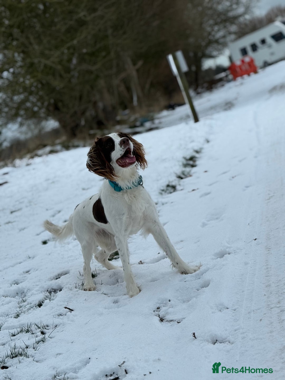 English Springer Spaniel dogs for sale: Willow  - Advert 4