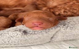 Cockapoo dogs for sale: 4 Stunning Fox Red F1b Toy Cockapoos  - Advert 31