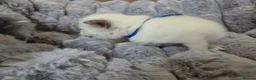 Ragdoll cats for sale: 4 Beautiful Ragdoll kittens, 2 Seal, 2 Lilac - Advert 5