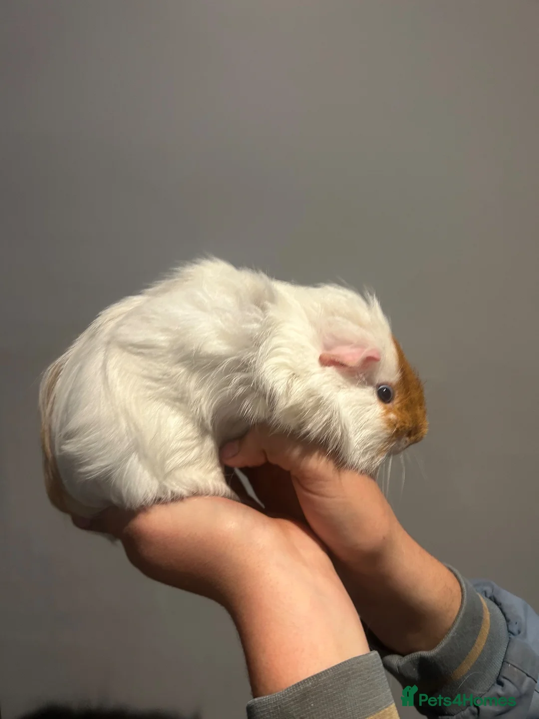 Guinea Pig rodents for sale: Gorgeous coloured male guinea pigs for sale   in Woking - Advert 2