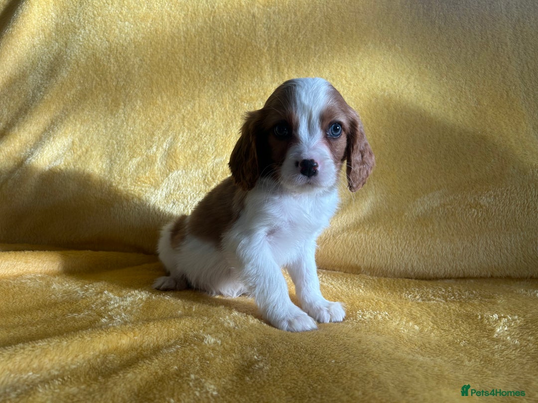 Cavapoo dogs for sale: Stunning cavapoos  - Advert 7