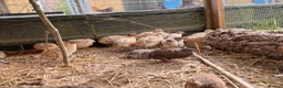 Mixed Breed poultry for sale: Selling Collection - Turkeys, Chickens and Quail - Advert 16