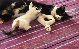 Mixed Breed cats for adoption: 2 x rescue kittens ready to leave 21 July onwards - Image 6