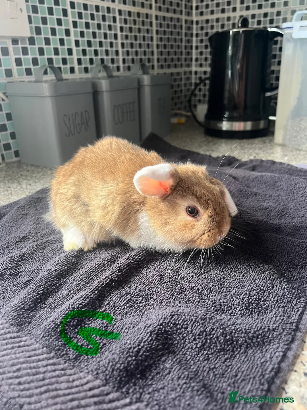 Mixed Breed rabbits for sale: Rabbits - Mix of Girls and boys  - Advert 2