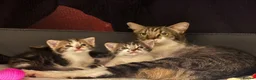 Mixed Breed cats for sale: Tabby Boy kitten Maine Coon/Siamese Mix - Advert 13