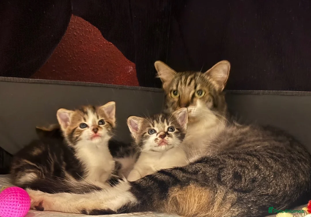Mixed Breed cats for sale: Tabby Boy kitten Maine Coon/Siamese Mix - Advert 13