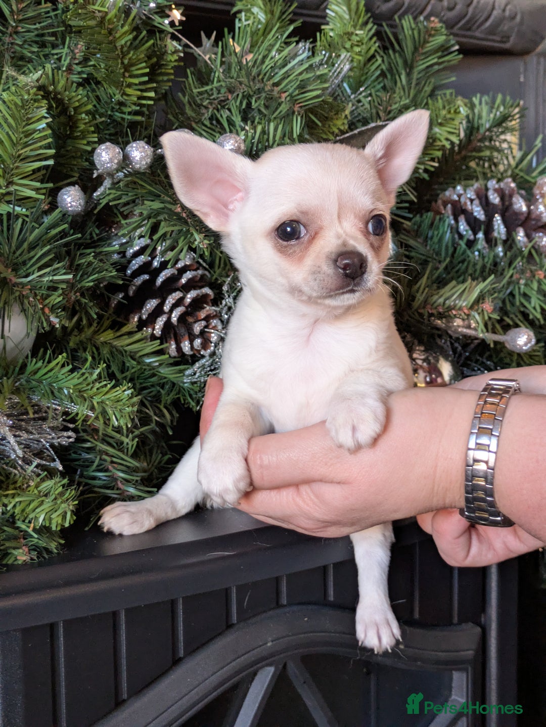 Chihuahua dogs for sale: Rare colour and tiny pedigree Chihuahuas  - Advert 4