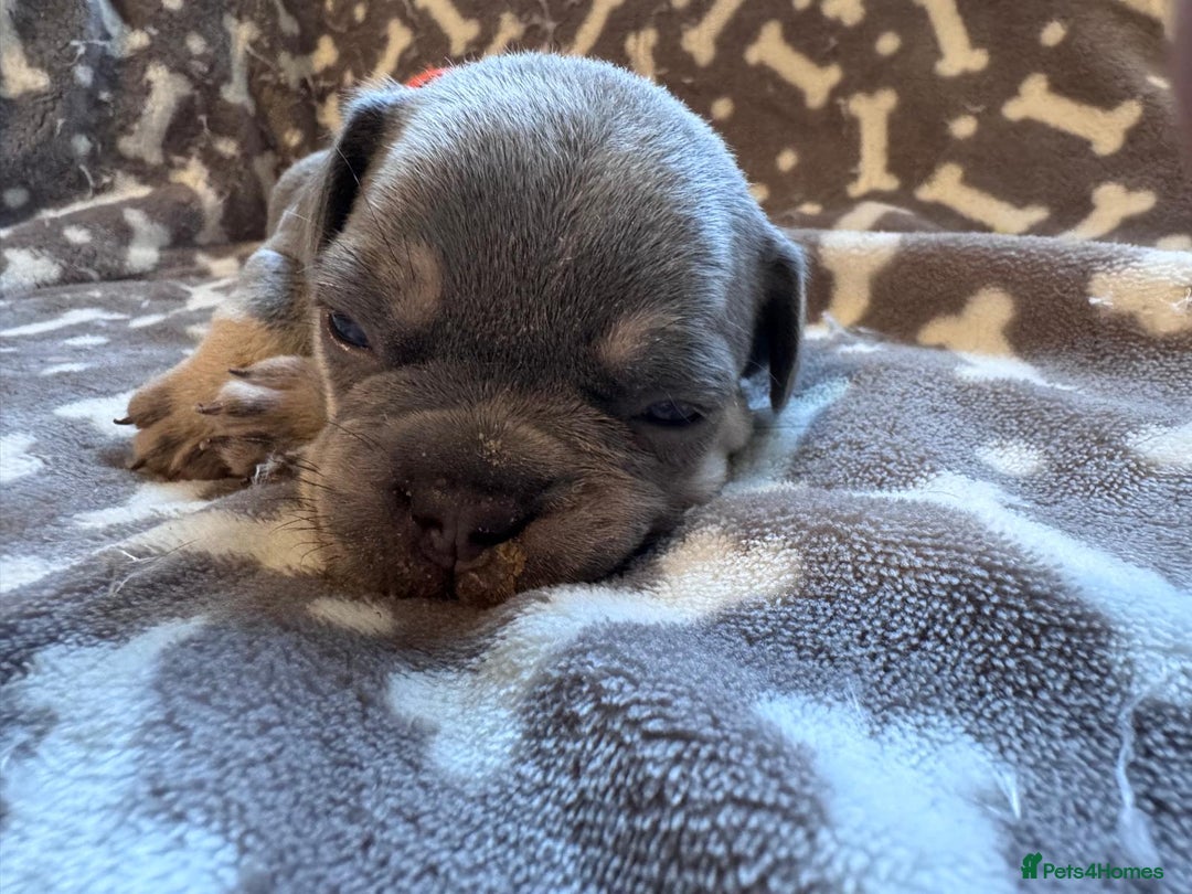 French Bulldog dogs for sale: Adorable French bulldog puppies!!🐶  - Image 8