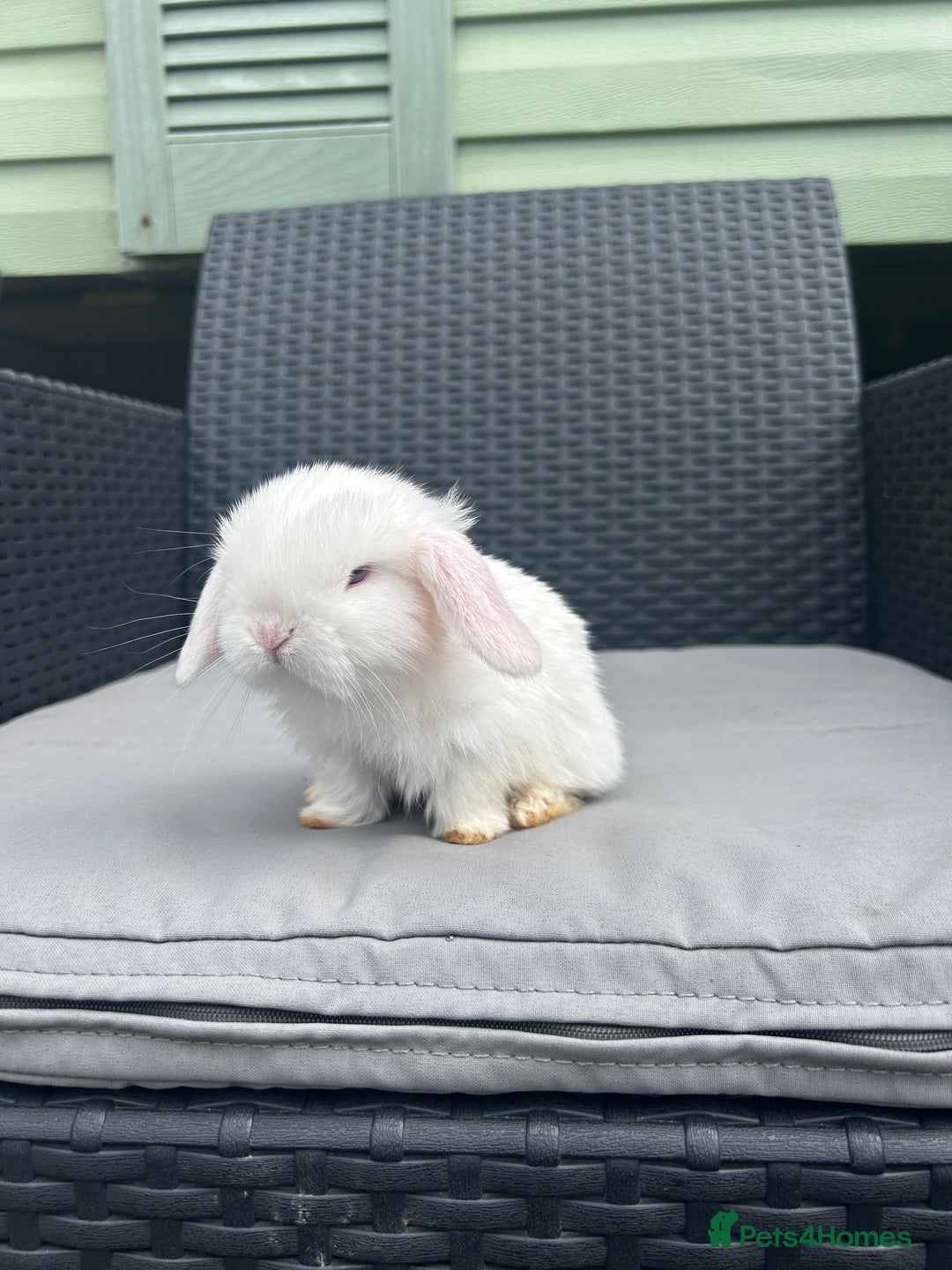 Mini Lop rabbits for sale: Mini Lop Kits – Ready 27th July in Saint Austell - Image 1