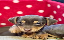 Jack Russell dogs for sale: Quality small Jack Russell puppies - Advert 3