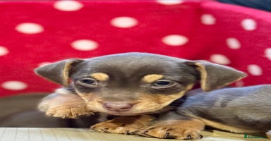 Jack Russell dogs Quality small Jack Russell puppies - Advert 1