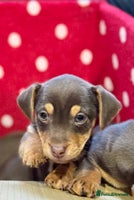 Jack Russell dogs Quality small Jack Russell puppies - Advert 6