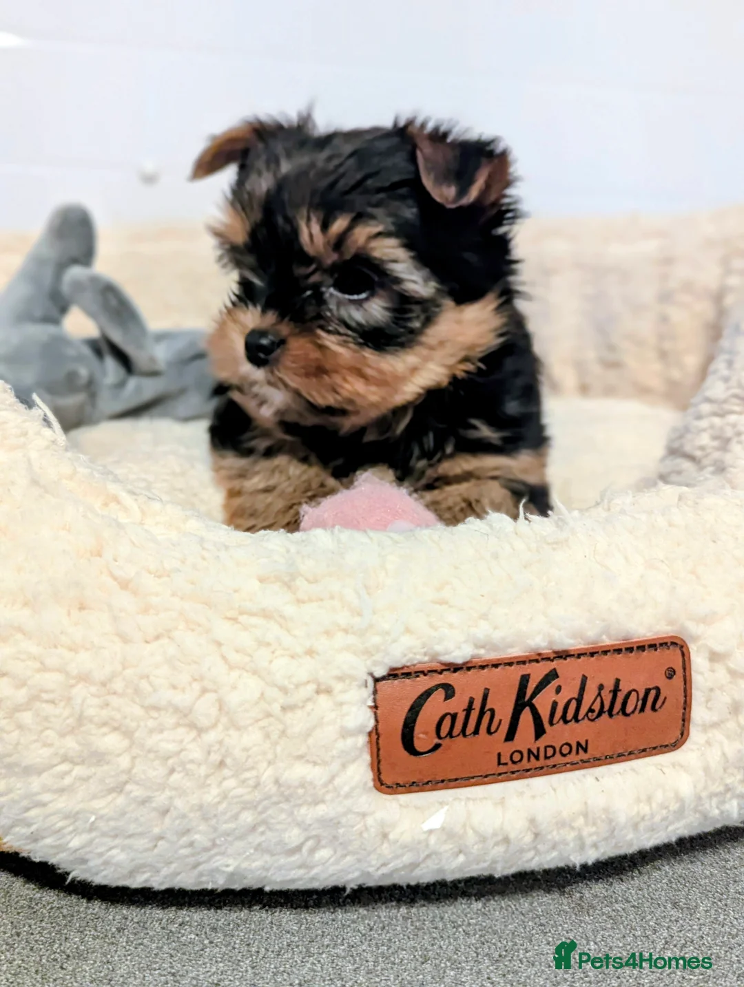 Yorkshire Terrier dogs for sale: Little bundles of joy available  - Advert 35