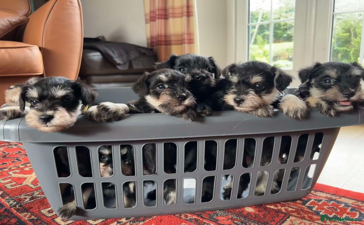 Miniature Schnauzer dogs - Advert 1