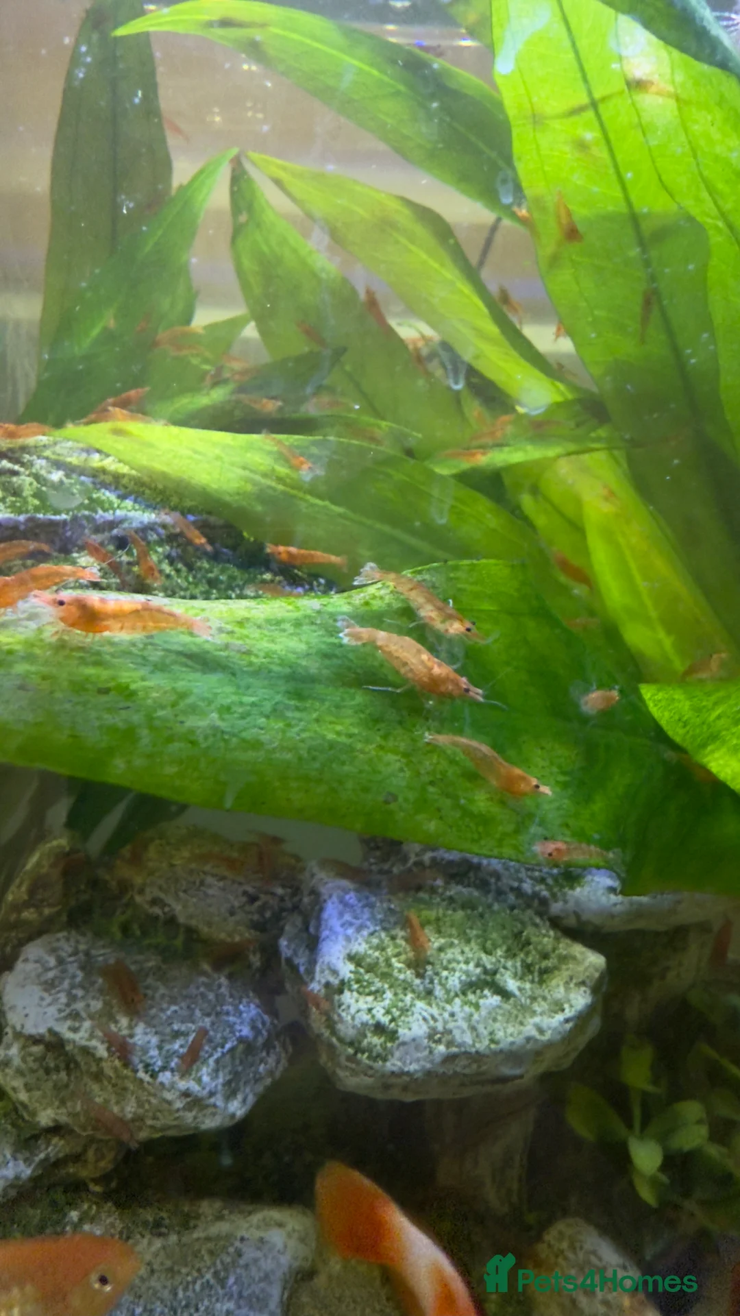 Shrimps fish for sale: Cherry shrimps for sale  - Advert 2