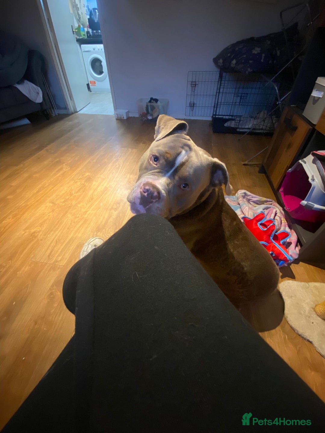 Mixed Breed dogs for sale: Blue  - Advert 4