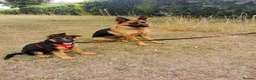 German Shepherd dogs for sale: Last Female Available Due To Cancellation KC Reg - Advert 1