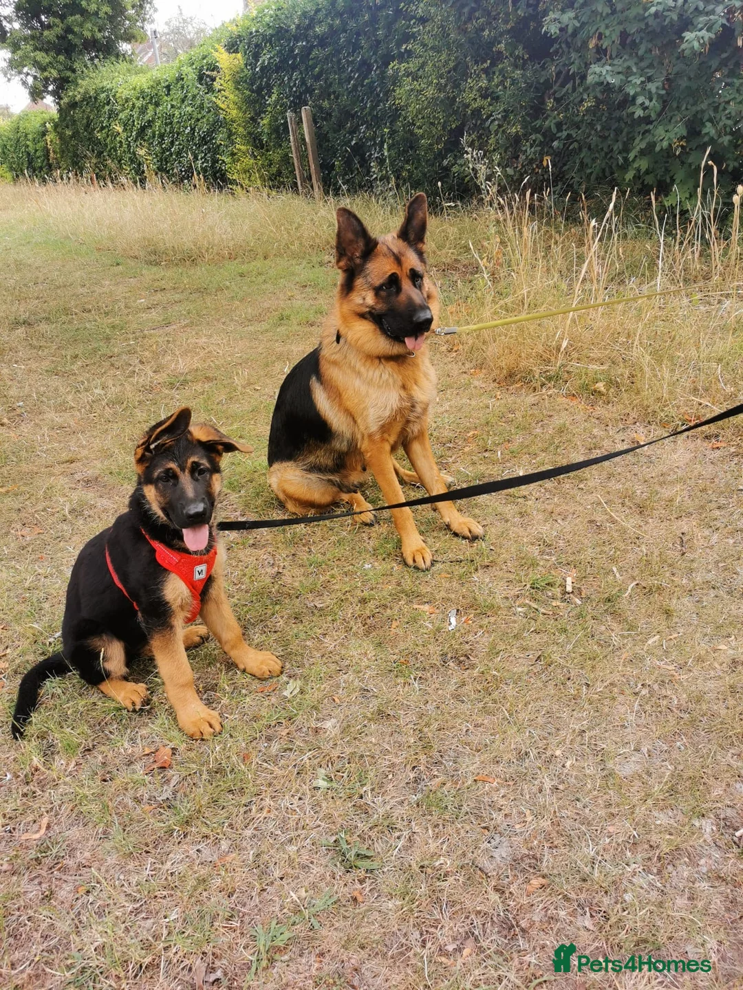 German Shepherd dogs for sale: Last Female Available Due To Cancellation KC Reg - Advert 1