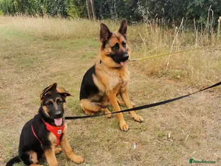German Shepherd dogs Last Female Available Due To Cancellation KC Reg - Advert 10