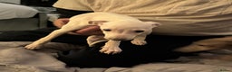 Italian Greyhound dogs for sale: Fully vaccinated white male Italian greyhound  - Advert 4