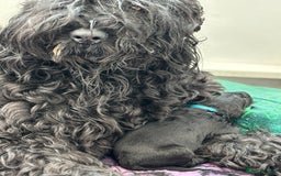 Russian Black Terrier dogs for sale: russian black terrier  in Ballyclare - Image 5