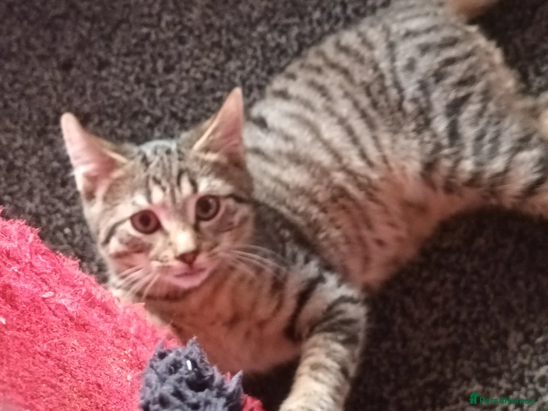 Mixed Breed cats for sale: female grey tabby kitten  - Advert 1