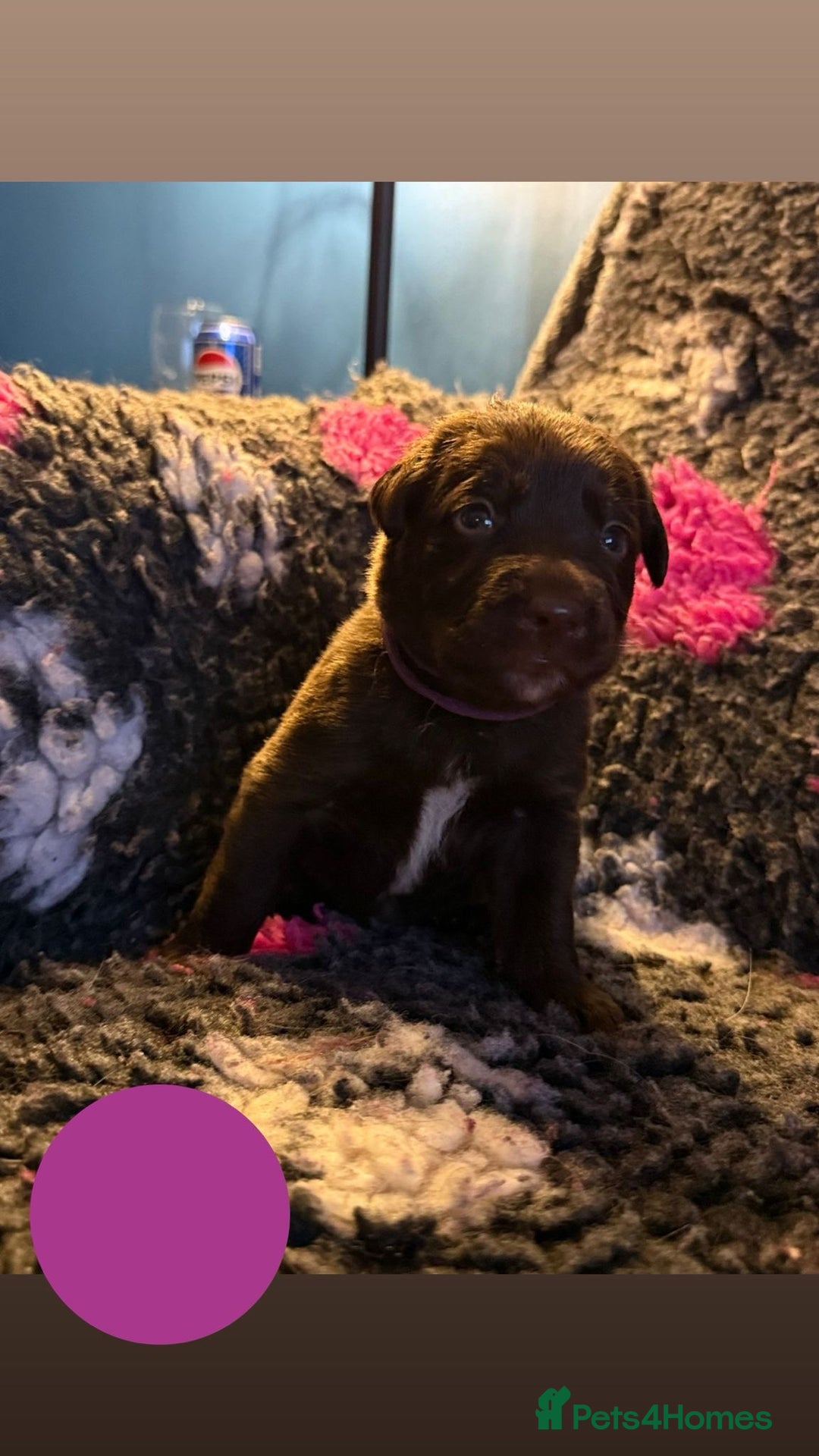 Borador dogs for sale: Gorgeous litter of chocolate Labrador cross pups  - Image 20