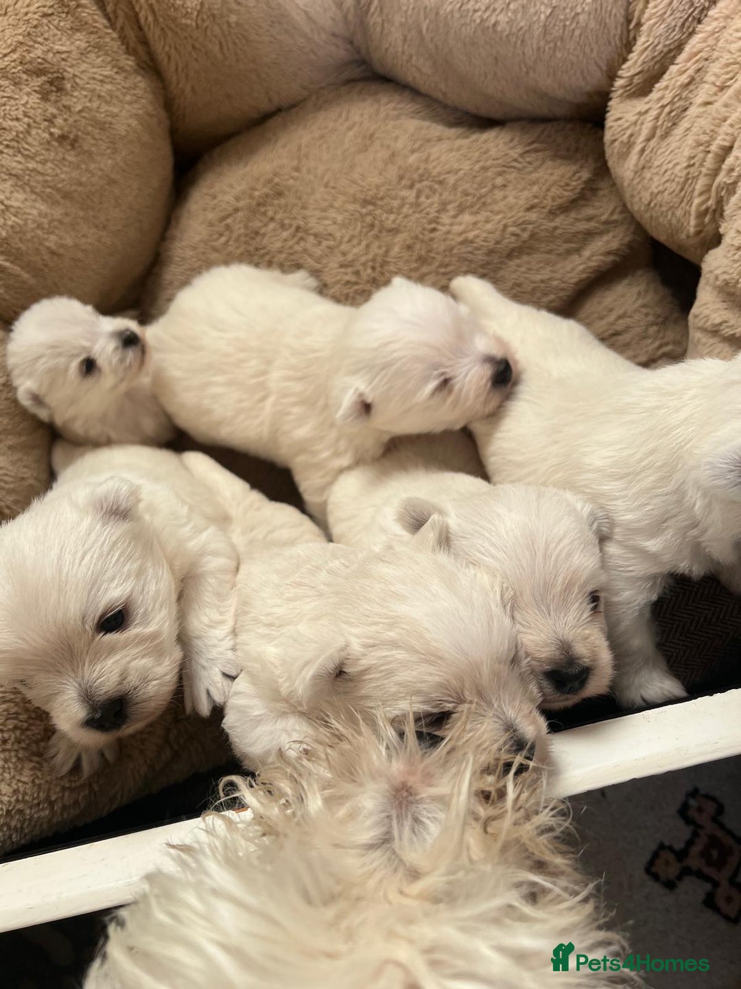 West Highland Terrier dogs for sale: Adorable cute little Westies need forever homes - Advert 6