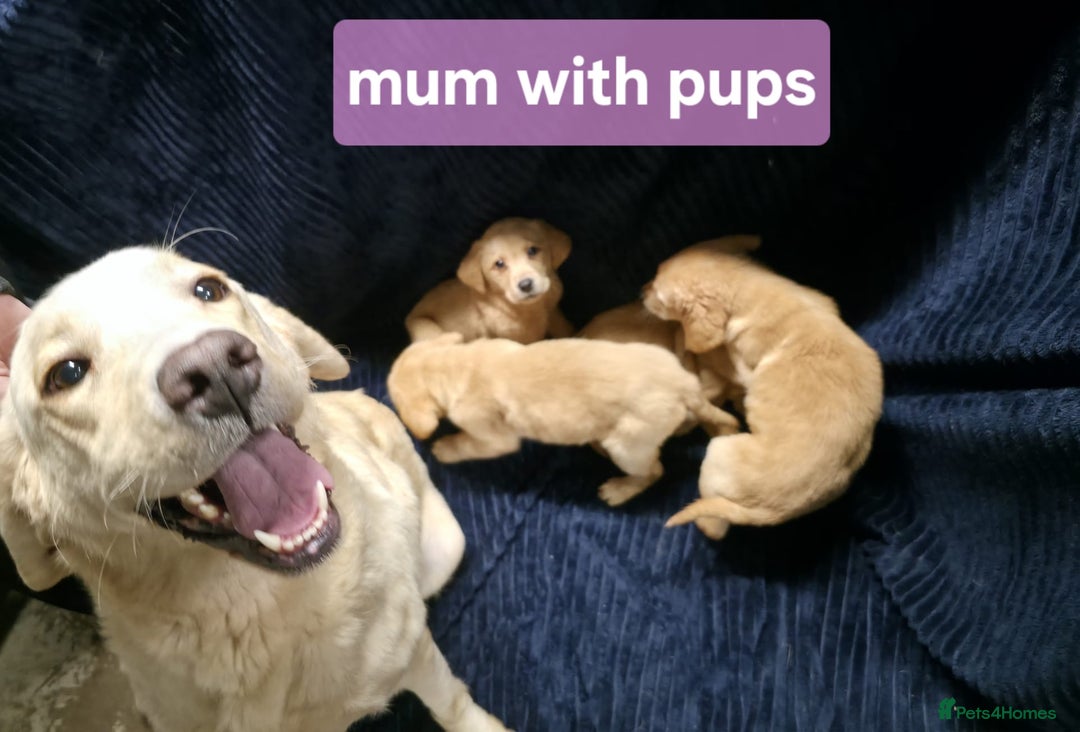 Labrador Retriever dogs for sale: Golden Labrador puppies  - Image 8