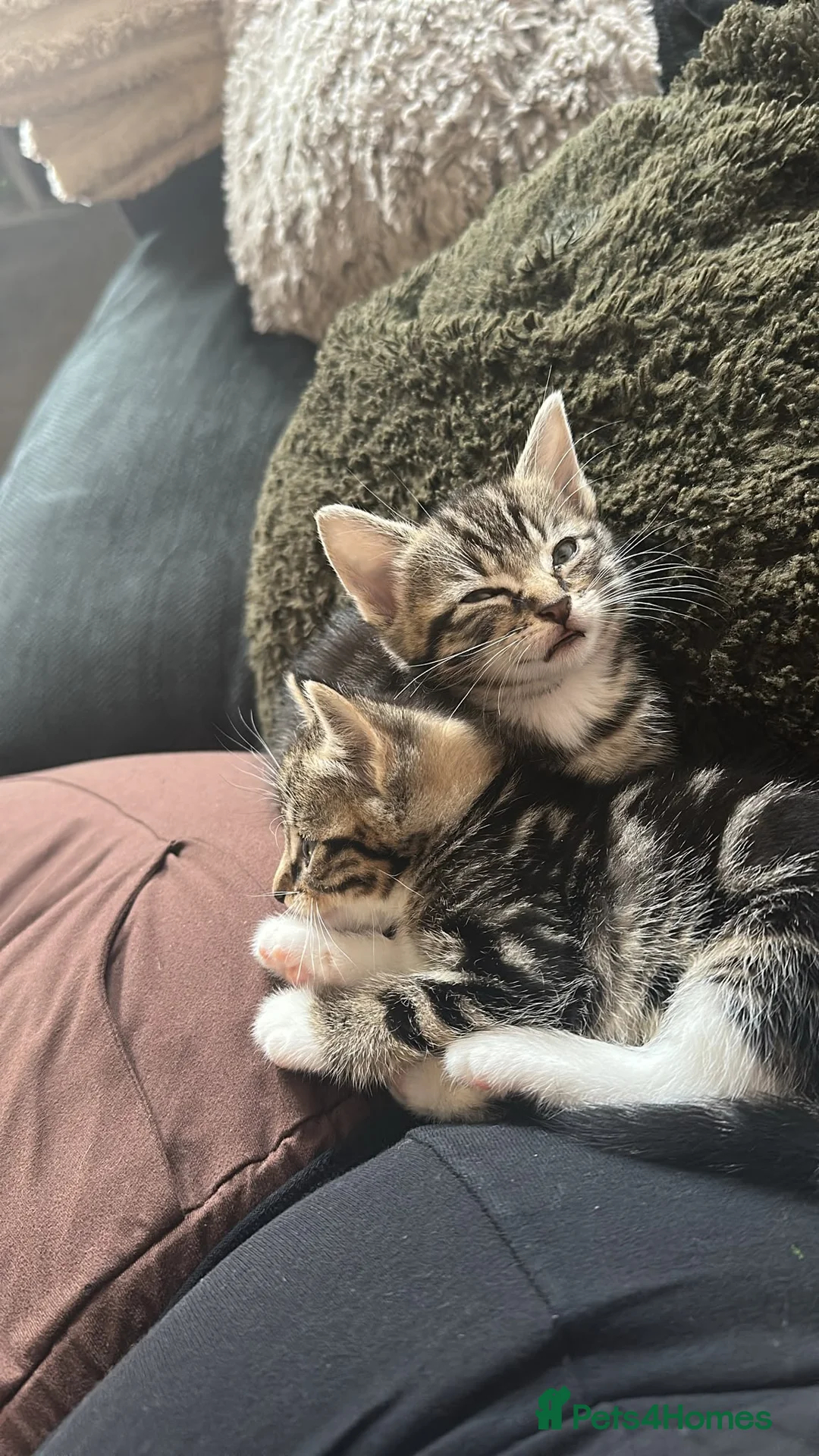 British Shorthair cats for sale: British Shorthair Kittens, Ready To Leave 🐱 - Advert 13