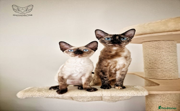 Devon Rex cats in Derby - Advert 2
