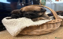 Border Terrier dogs for sale: Gorgeous Border Terrier Puppies looking for homes - Image 27