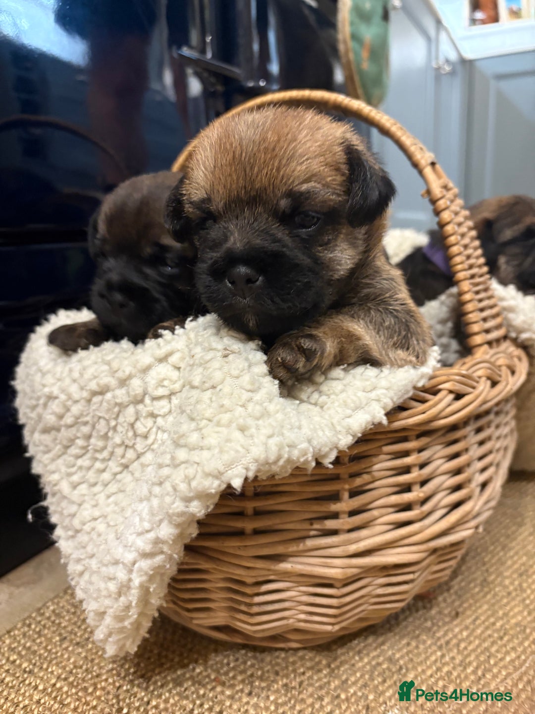 Border Terrier dogs for sale: Gorgeous Border Terrier Puppies looking for homes - Image 27