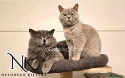 British Shorthair cats for sale: GCCF SHOW QUALITY BSH 👌 🥰🥰 - Image 9