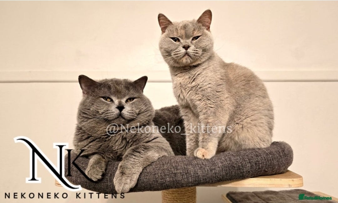 British Shorthair cats for sale: GCCF SHOW QUALITY BSH 👌 🥰🥰 - Image 9