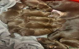 Miniature Dachshund dogs for sale: Beautiful mini dachshund puppies😍 - Image 3