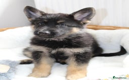 German Shepherd dogs for sale: Stunning Black & Gold kc.reg girl, health tested - Image 4