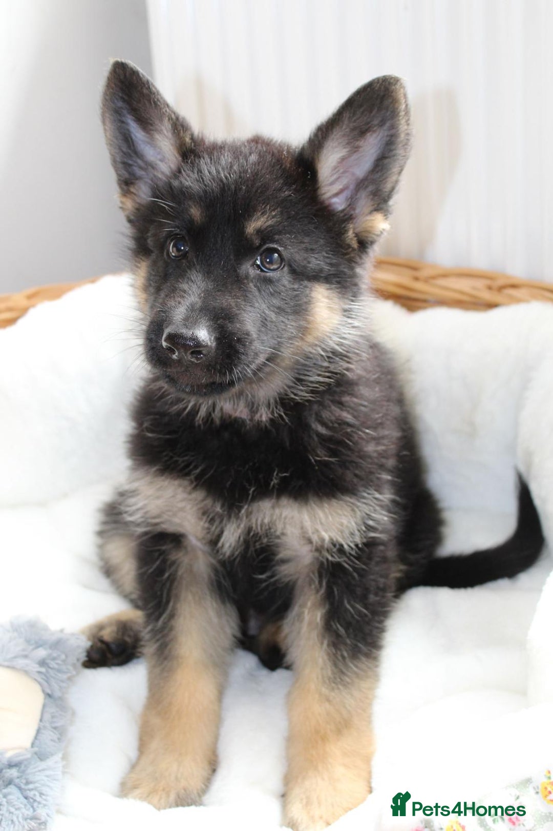 German Shepherd dogs for sale: Stunning Black & Gold kc.reg girl, health tested - Image 4