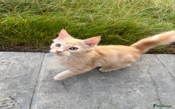Ragdoll cats for sale: ragdoll cross boy for sale - Image 5