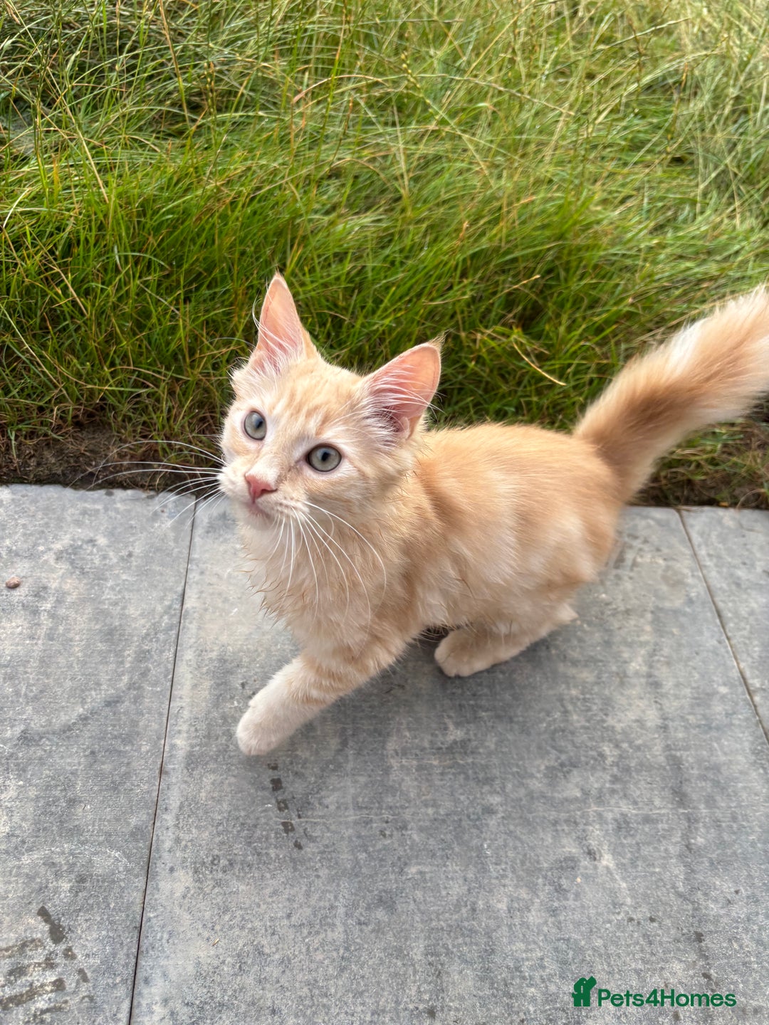 Ragdoll cats for sale: ragdoll cross boy for sale - Image 5