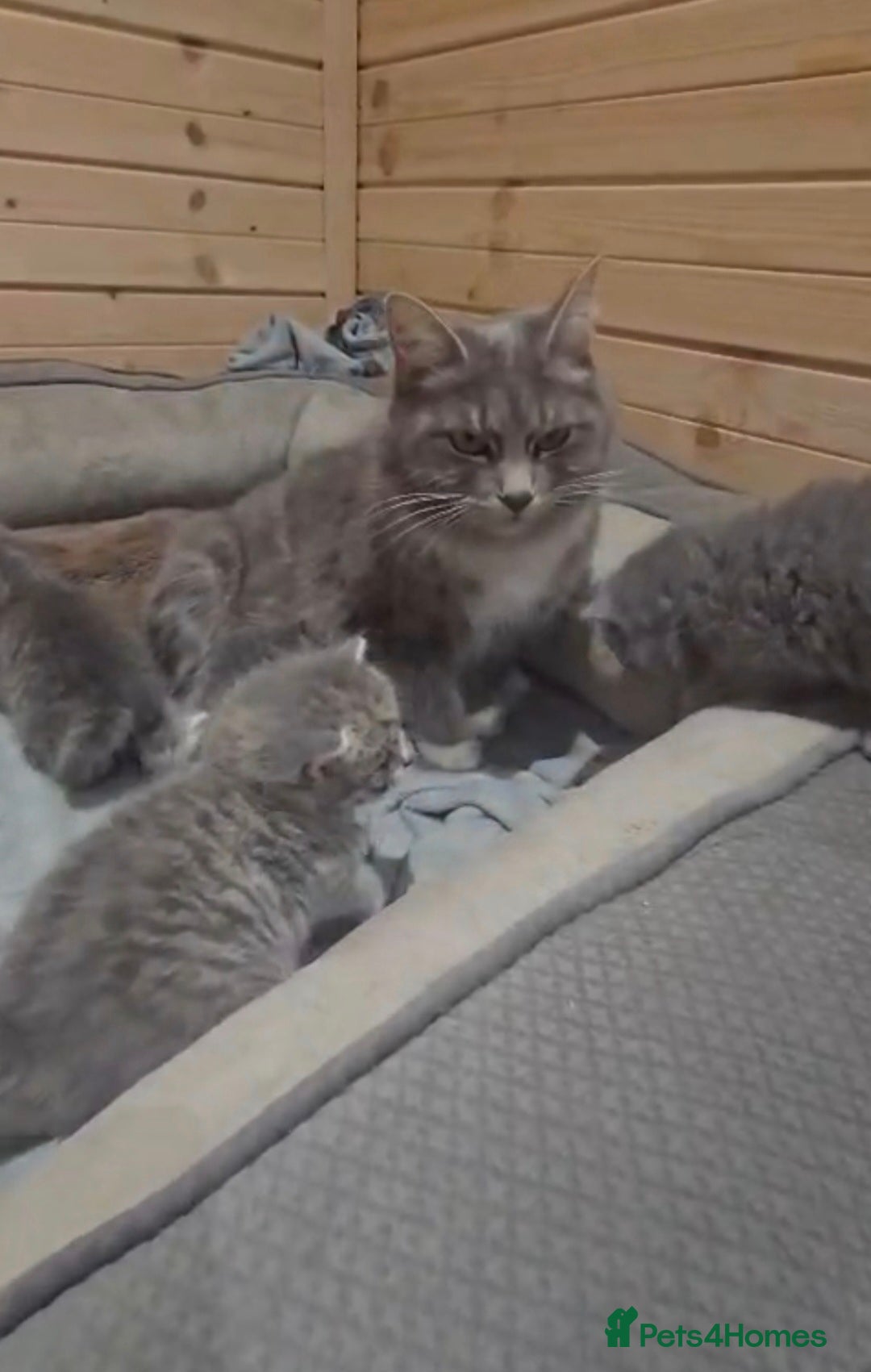 British Shorthair cats for sale: British short hair x ragdoll x - Advert 12