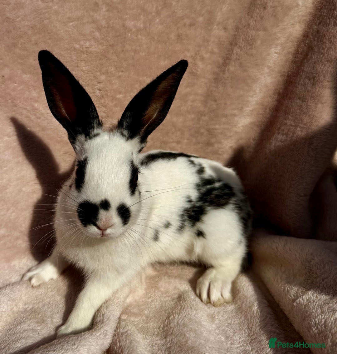 Mixed Breed rabbits for sale: A litter Of Stunning Babies Available to Reserve - Image 1