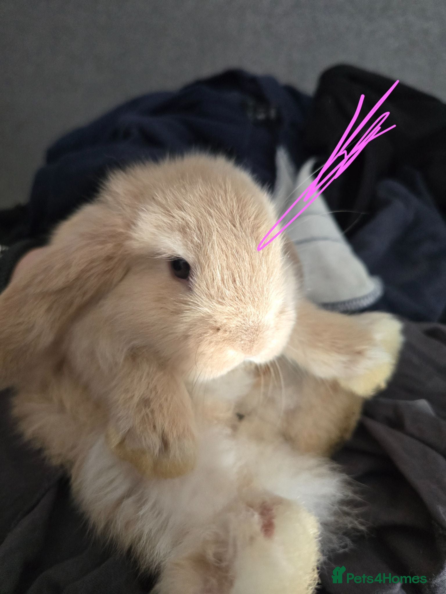 French Lop rabbits A Total of 8 Large French Lops - Advert 7