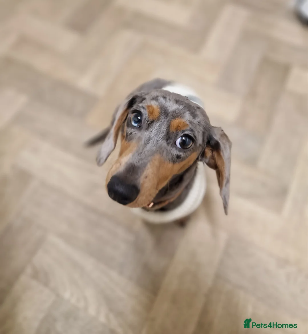 Miniature Dachshund dogs for sale: Blue and tan dapple miniature dachshund  - Advert 1
